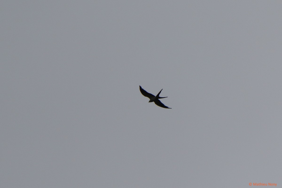 Swallow-tailed Kite - ML279949631
