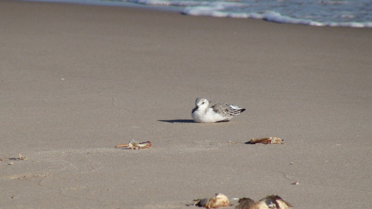 Sanderling - ML279951871