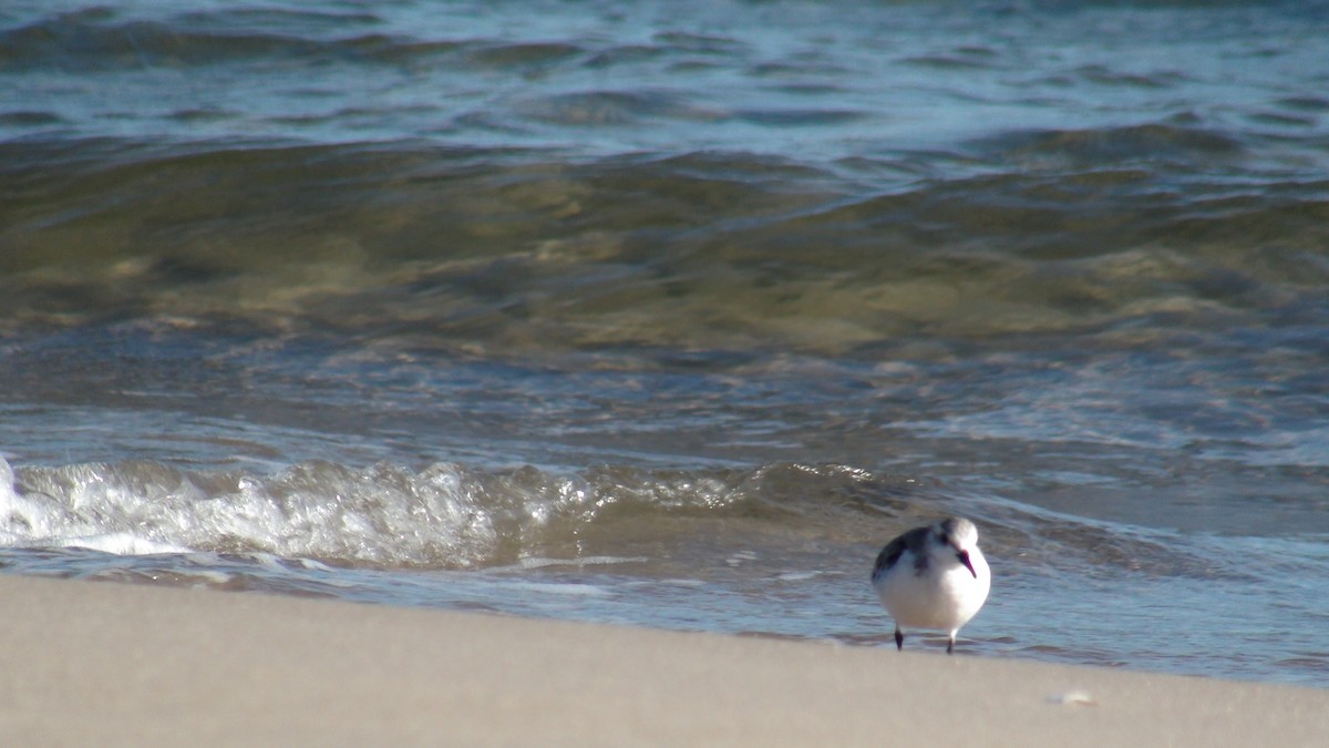 Sanderling - ML279951901