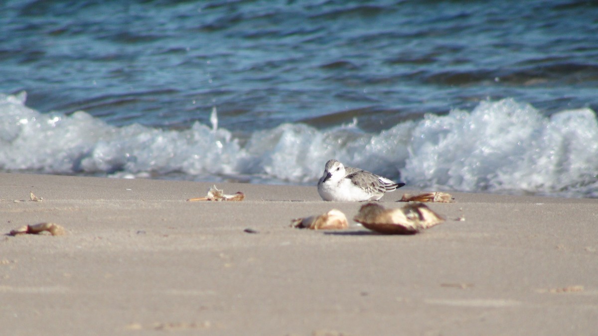 Sanderling - ML279951911