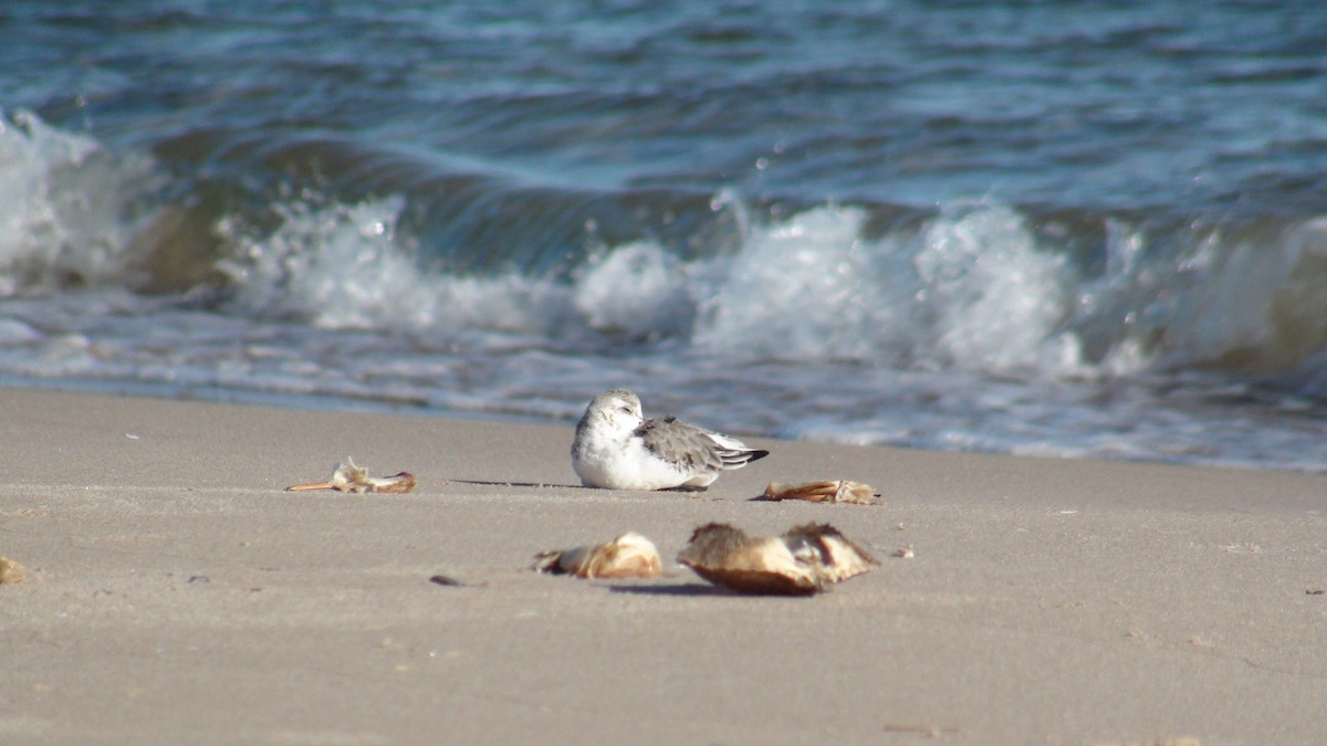 Sanderling - ML279951931