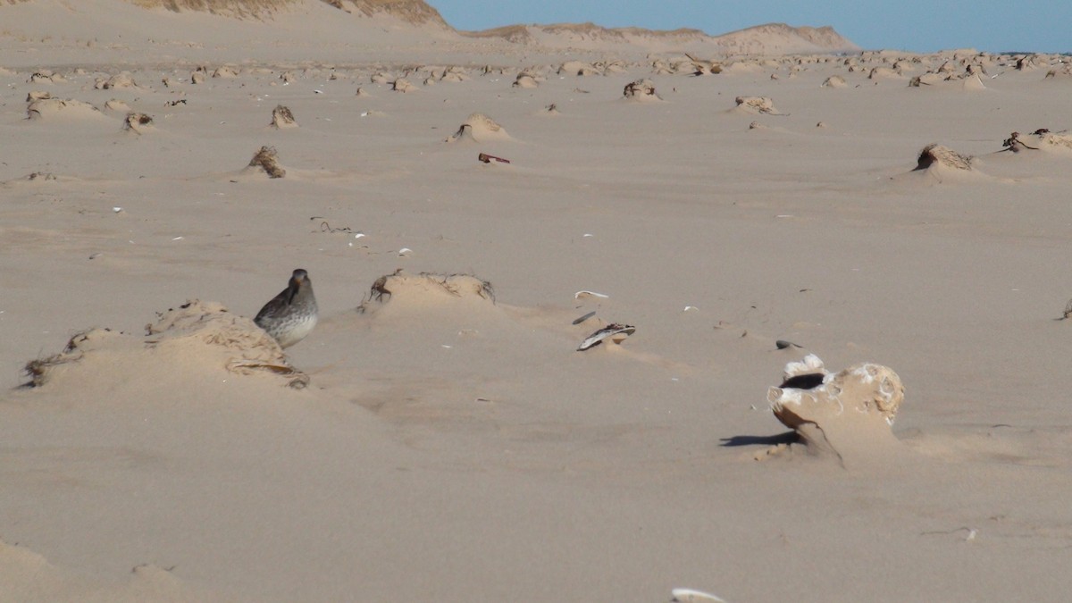 Purple Sandpiper - ML279952061