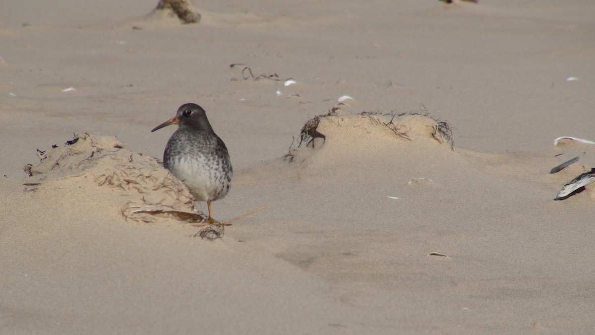 Purple Sandpiper - ML279952101