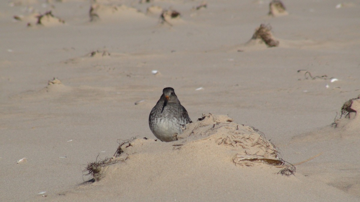 Purple Sandpiper - ML279952121