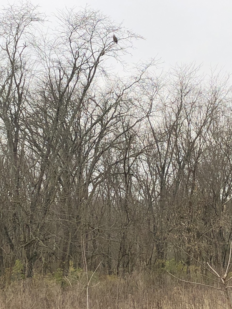 Bald Eagle - ML279953131