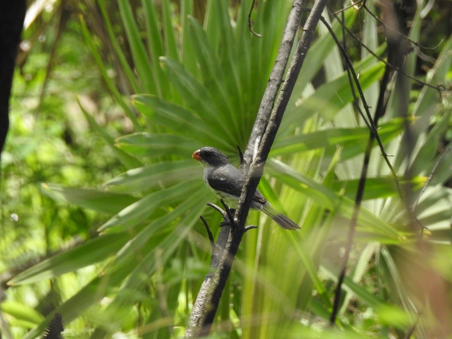 White-bellied Seedeater - ML279953971