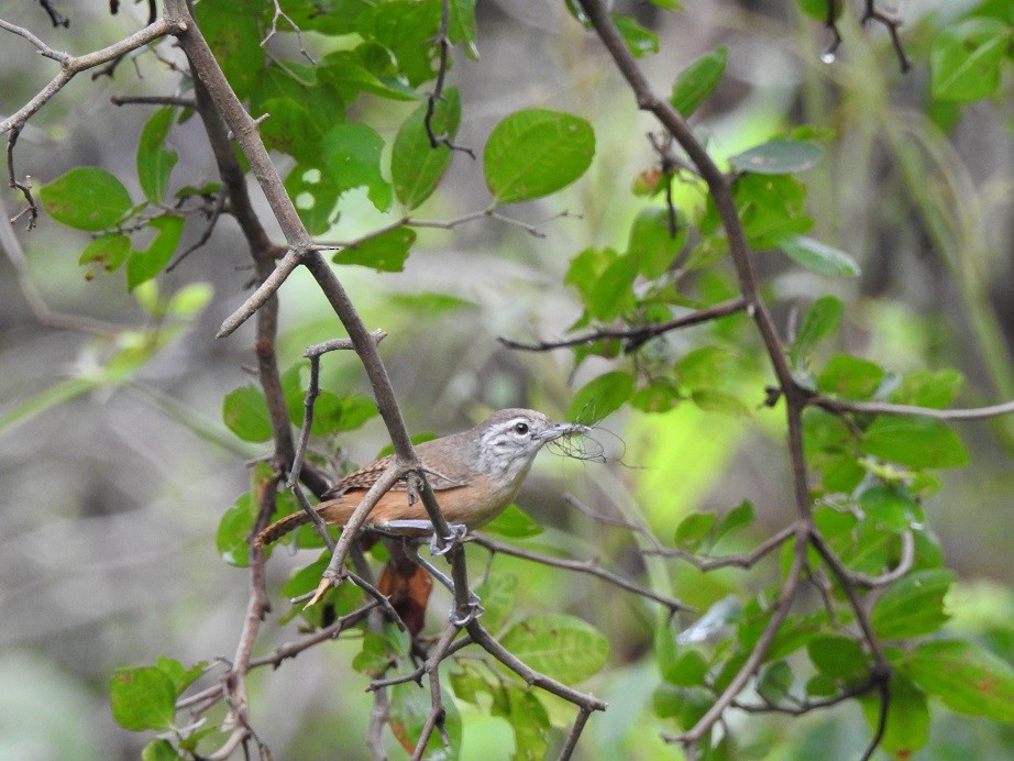 Fawn-breasted Wren - ML279954361