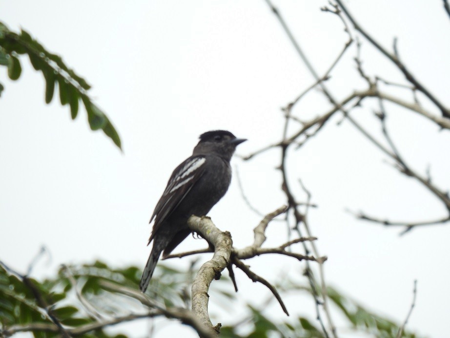 White-winged Becard - ML279954461