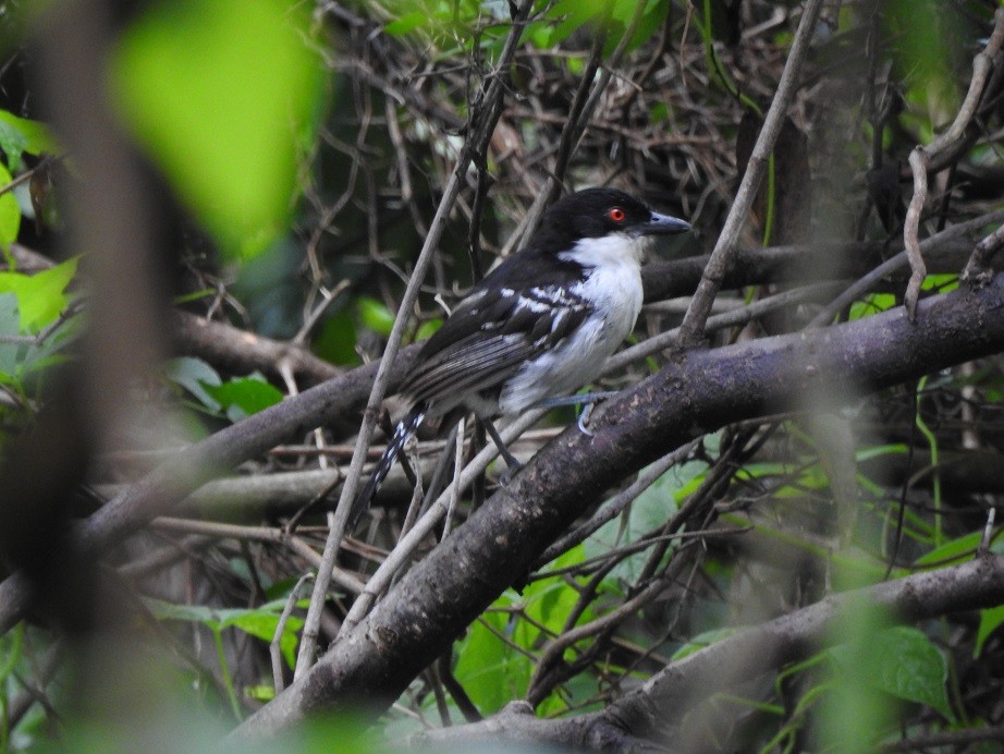 Great Antshrike - ML279954541