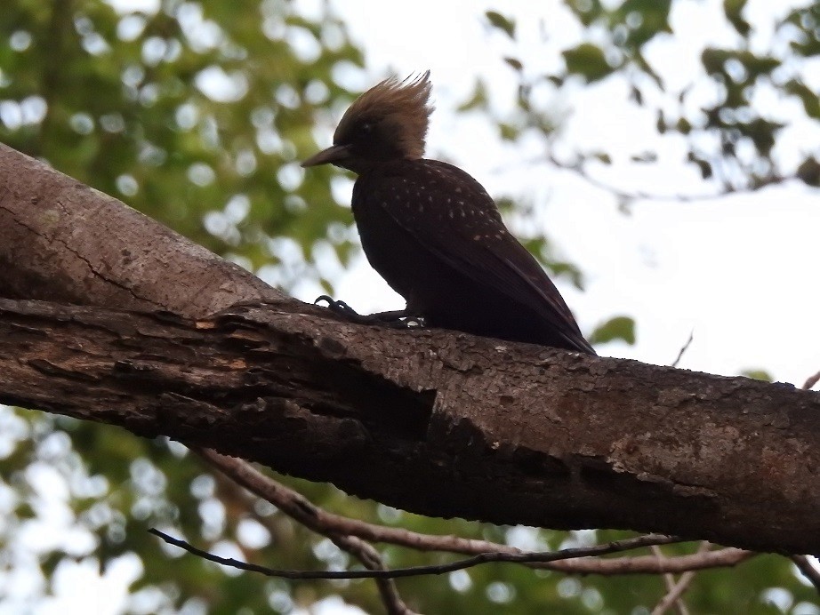Pale-crested Woodpecker - ML279954641