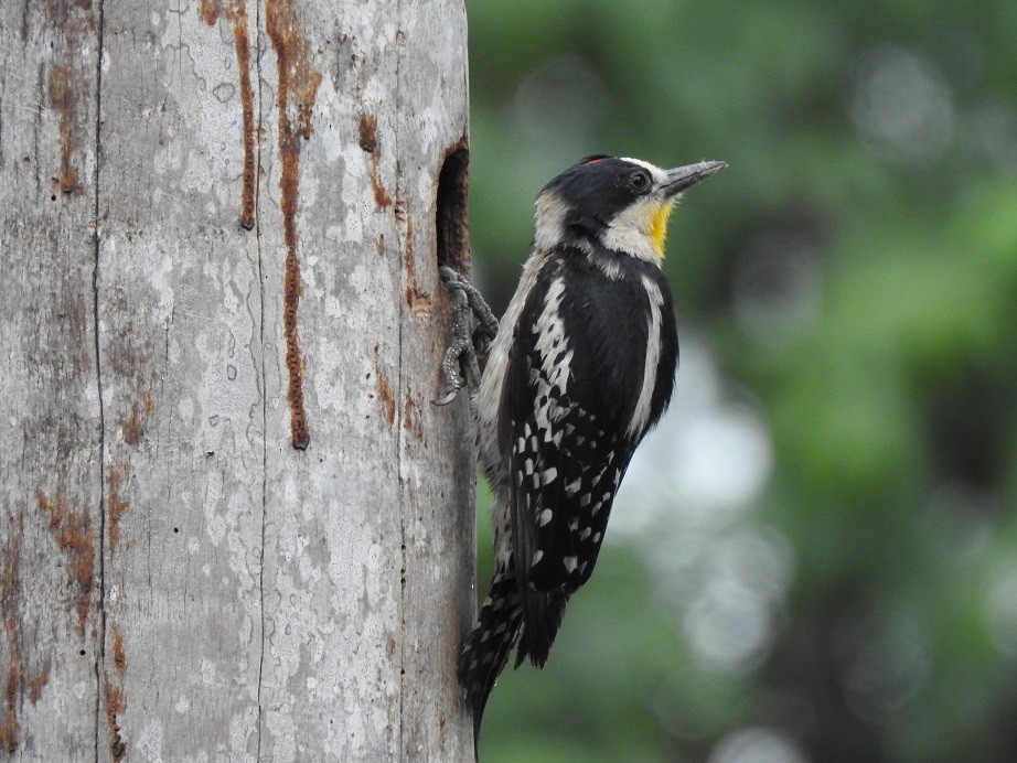 White-fronted Woodpecker - ML279954671