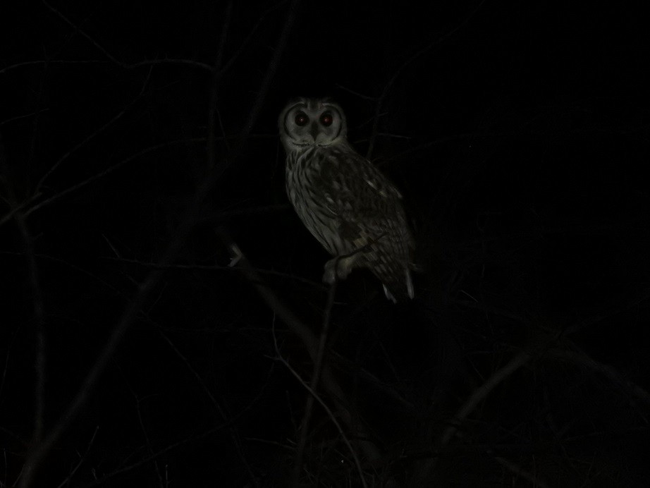 Striped Owl - ML279954771