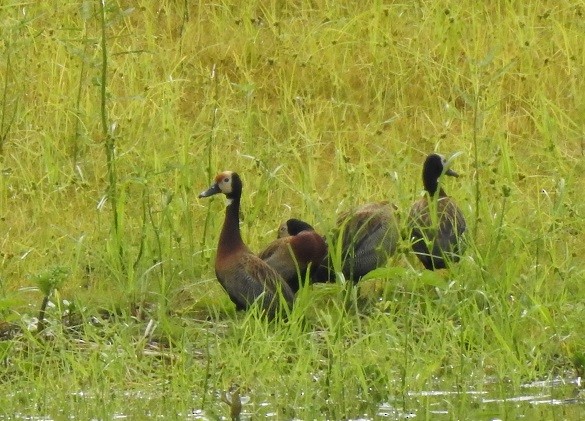 White-faced Whistling-Duck - ML279954801