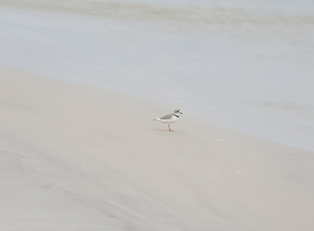 Piping Plover - ML27995751
