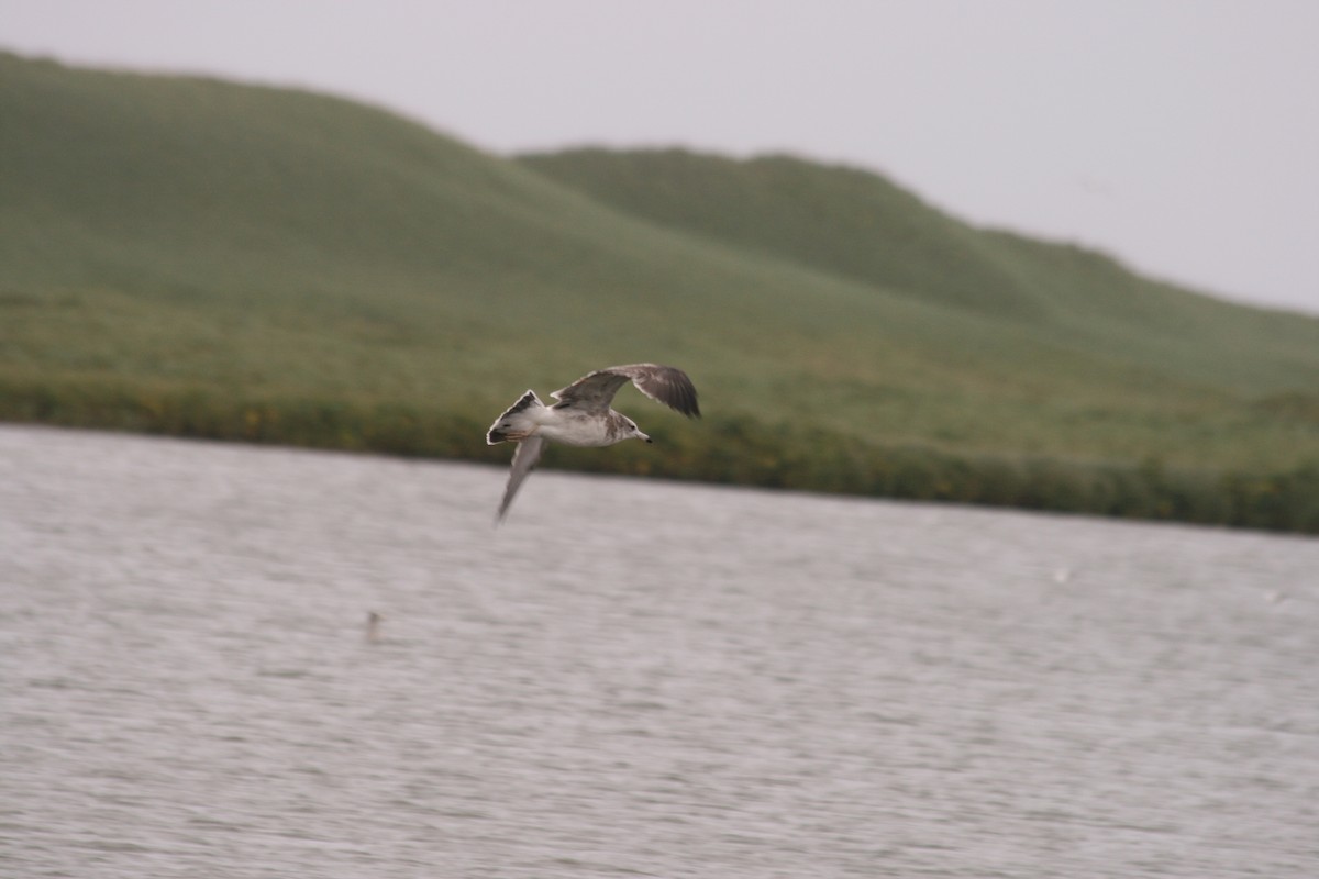 Black-tailed Gull - ML279957521