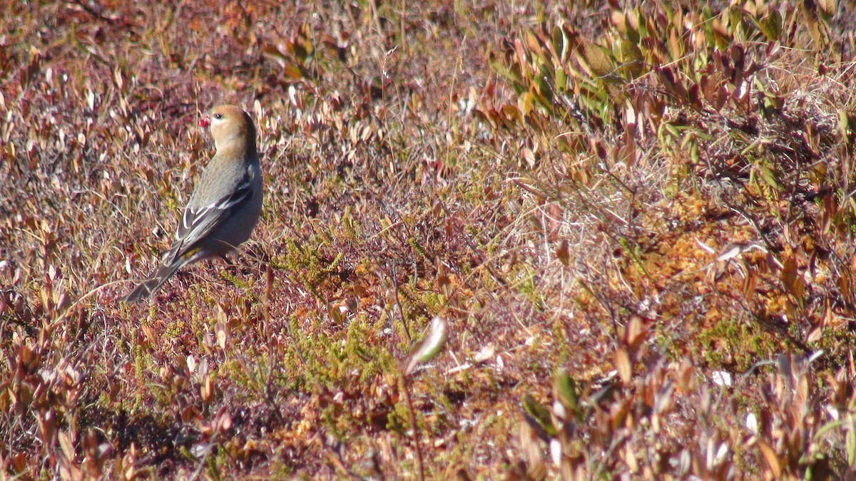 Pine Grosbeak - ML279958151