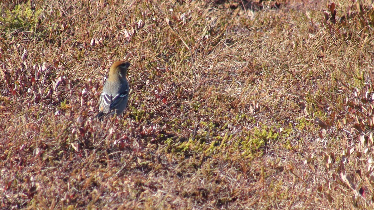 Pine Grosbeak - ML279958171