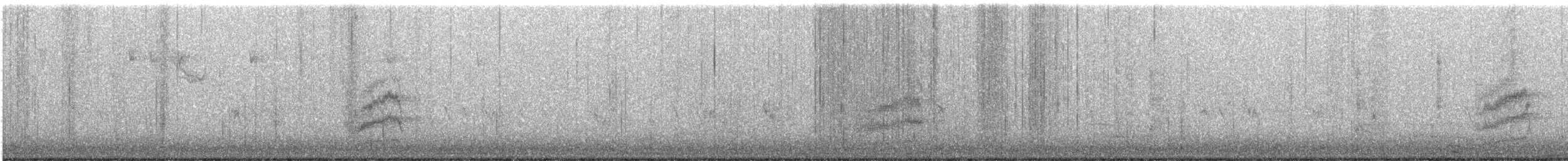 Тауї плямистий - ML279958251