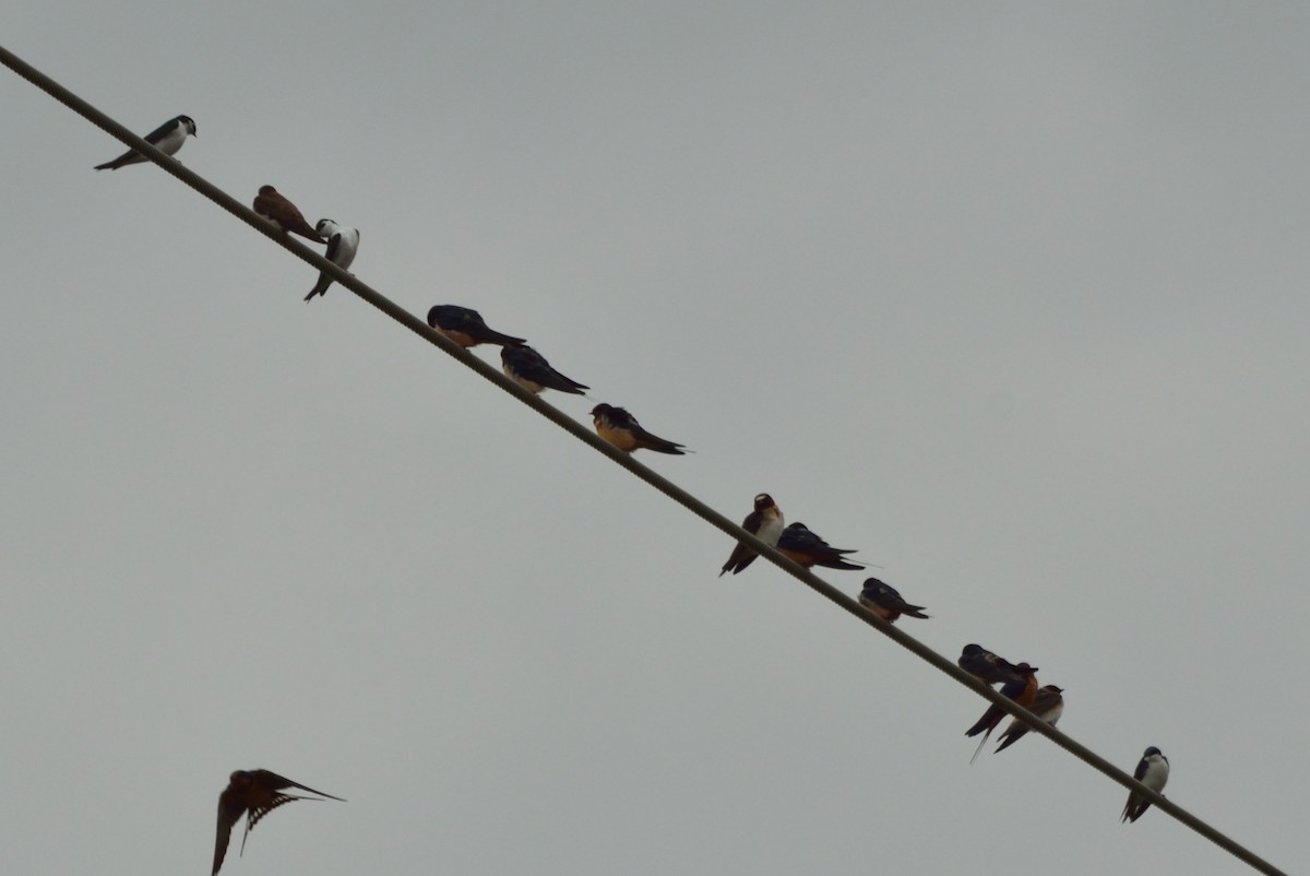 Northern Rough-winged Swallow - ML27995831