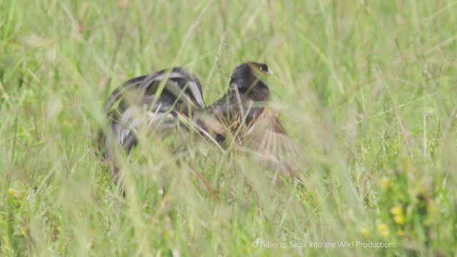 Jackson's Widowbird - ML279958351