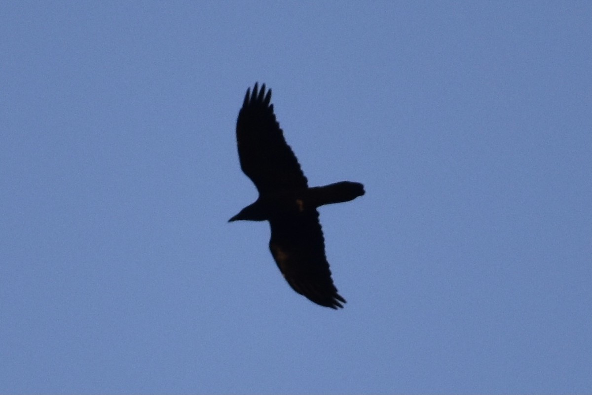 Common Raven - ML279959771