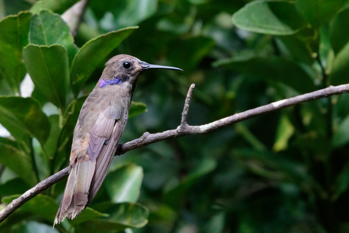 kolibřík fialovouchý - ML279961321
