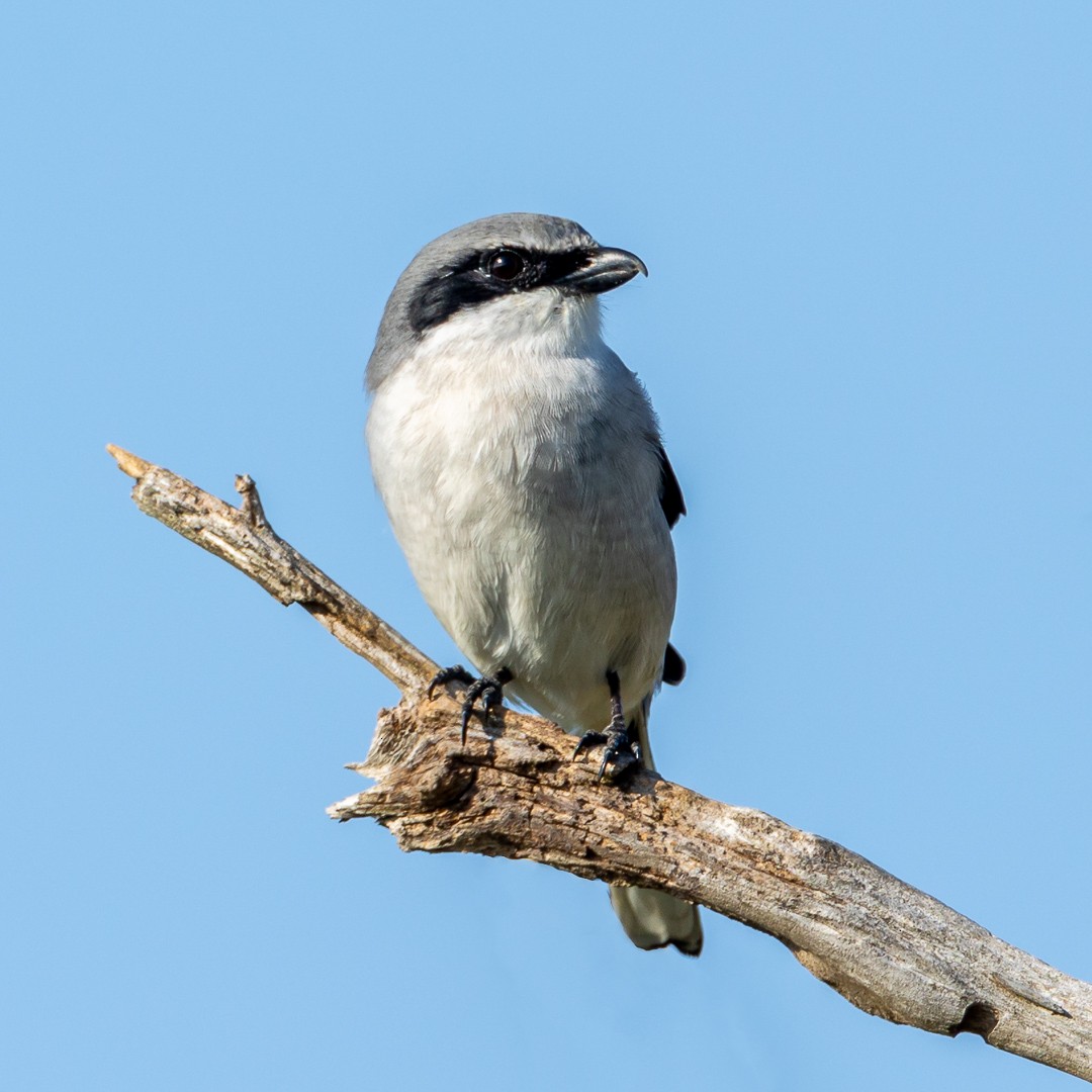 Loggerhead Shrike - ML279961481