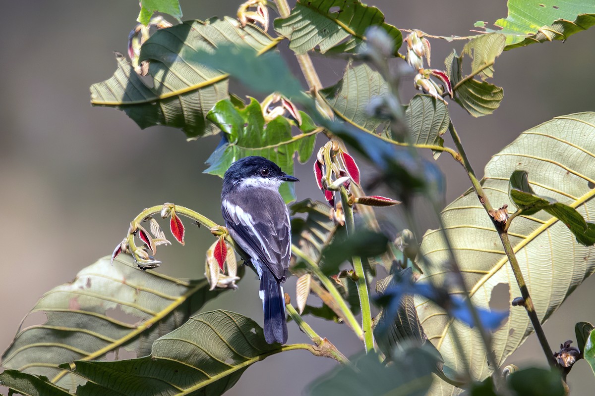 Bar-winged Flycatcher-shrike - ML279963761