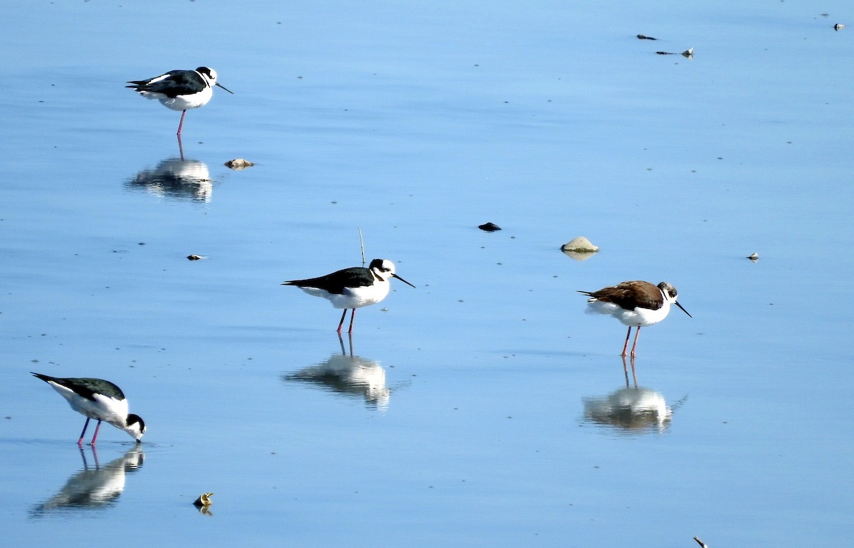 Black-necked Stilt - Diego perez