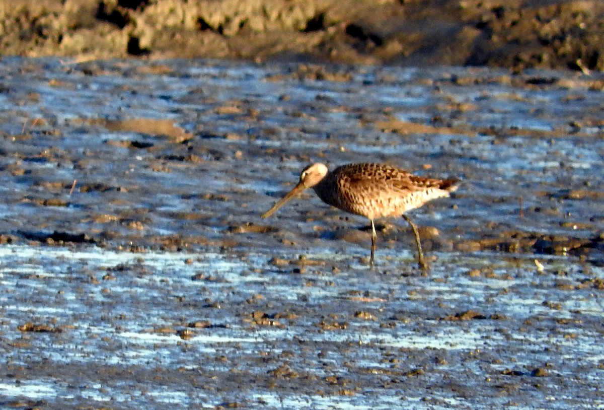 Hudsonian Godwit - ML27996511