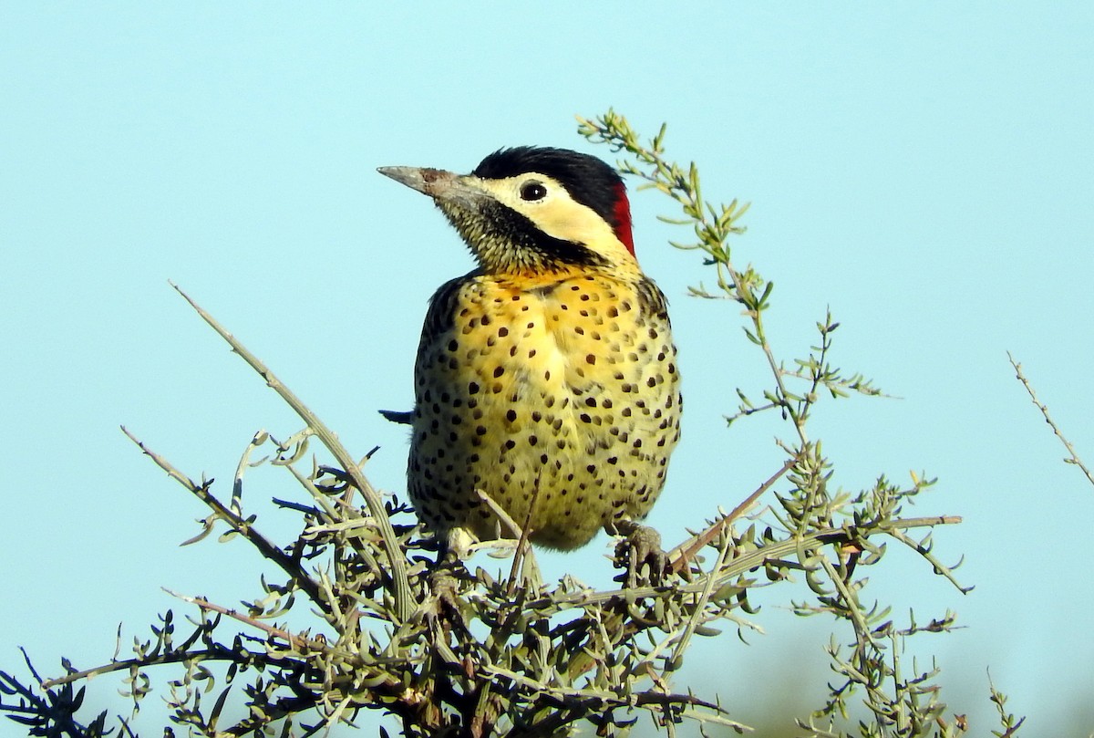 Green-barred Woodpecker - Diego perez