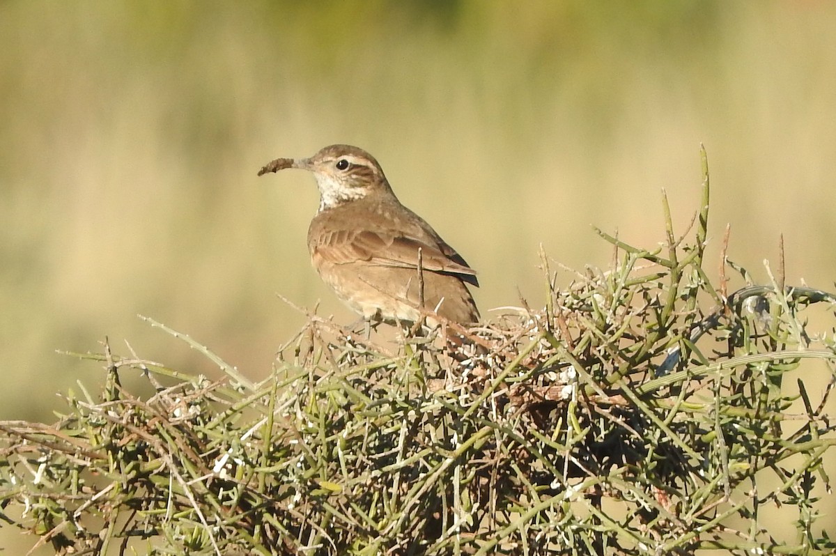 Scale-throated Earthcreeper - ML27996561