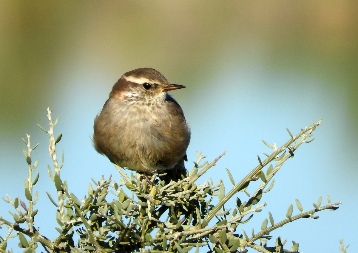 Buff-winged Cinclodes - Diego perez