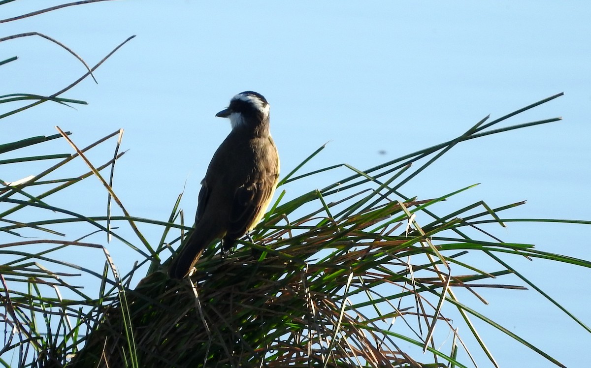 Great Kiskadee - ML27996651