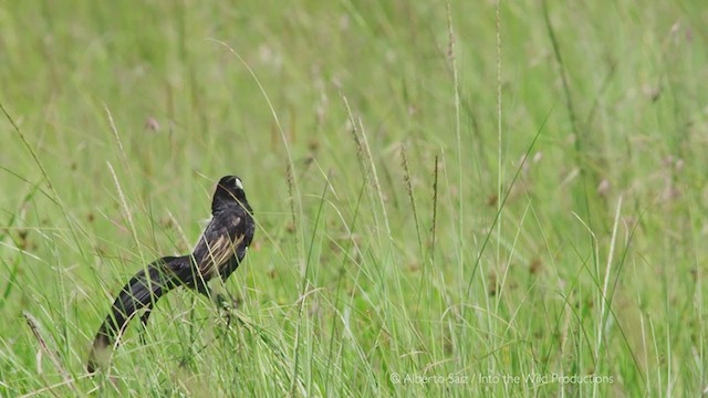 Jackson's Widowbird - ML279966511