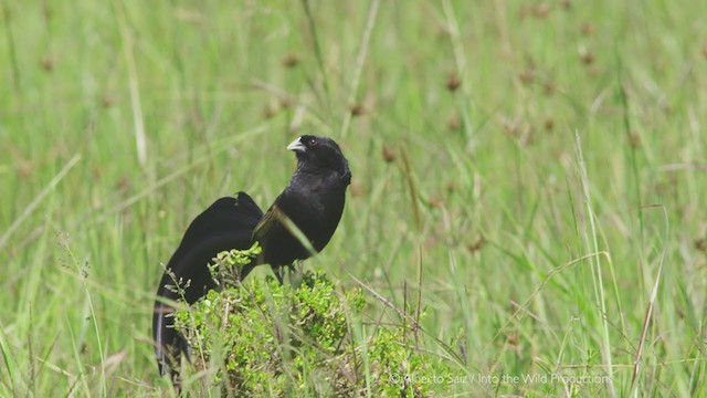 Jackson's Widowbird - ML279966711