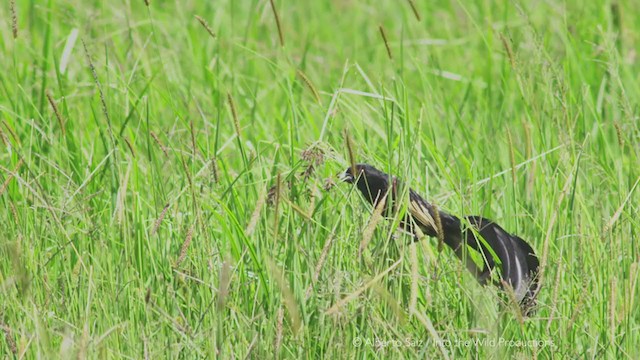 Jackson's Widowbird - ML279966771
