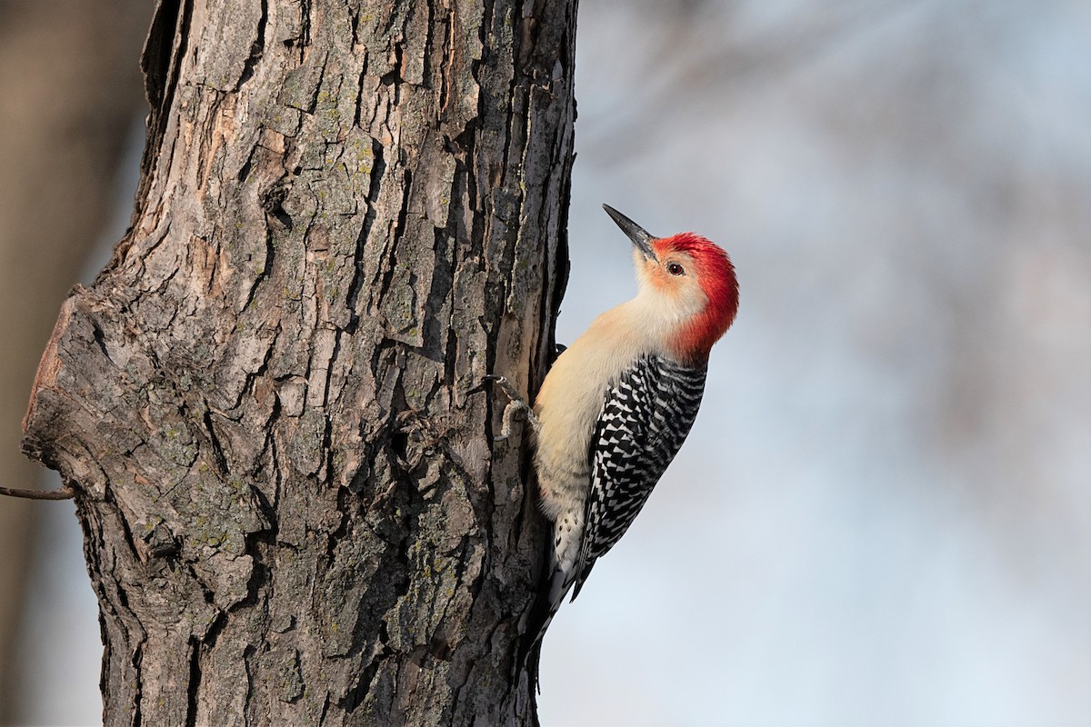 Red-bellied Woodpecker - ML279966791