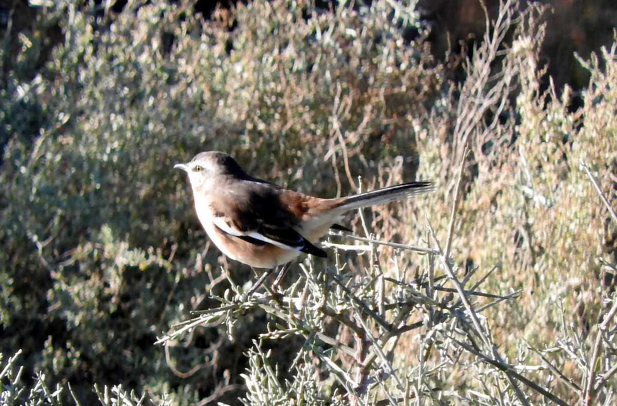 White-banded Mockingbird - ML27996681