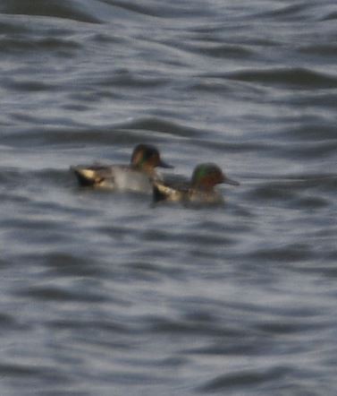 Green-winged Teal - ML279967421