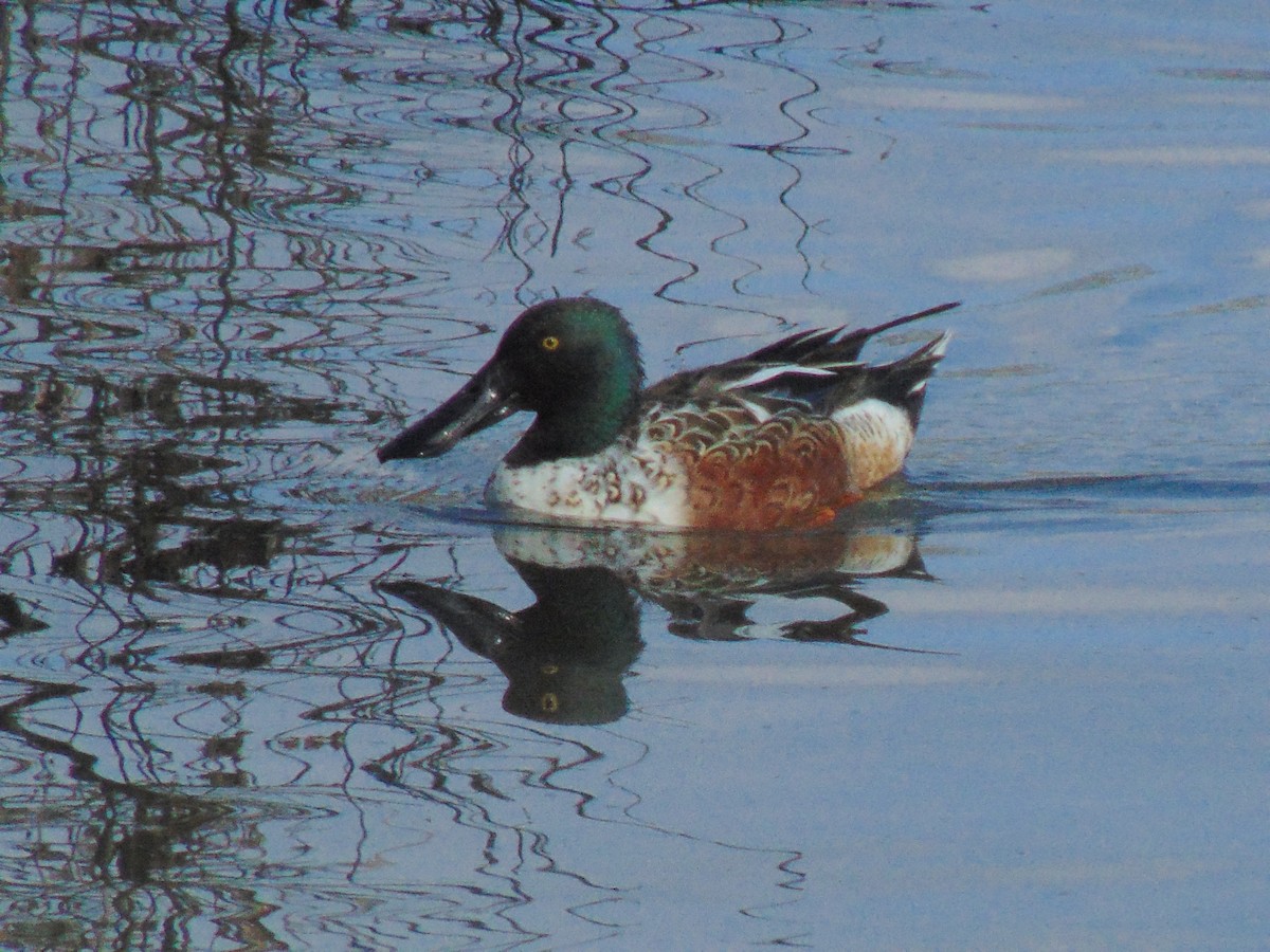 Northern Shoveler - sean greene