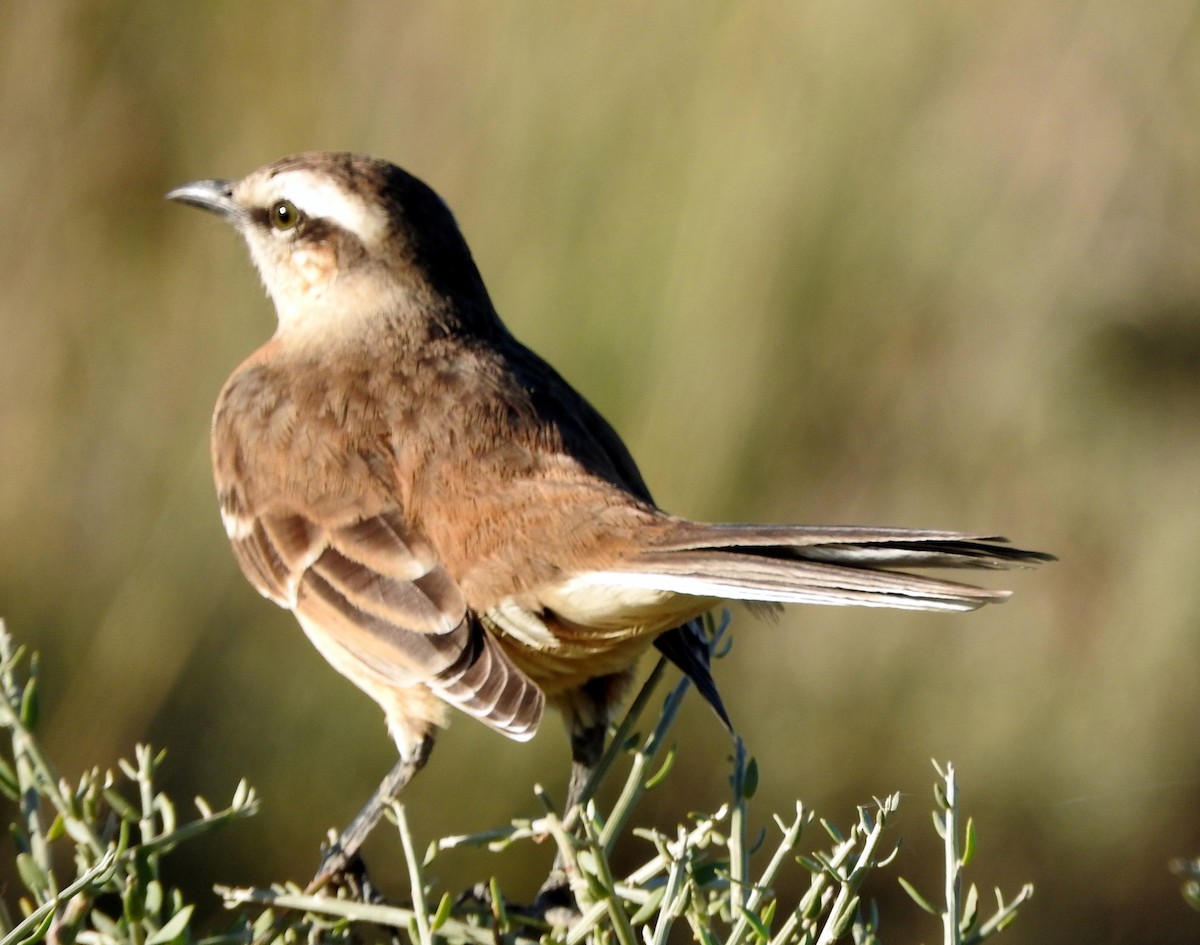 Chalk-browed Mockingbird - ML27996751