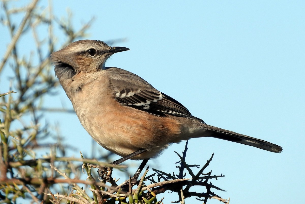 Patagonian Mockingbird - ML27996821