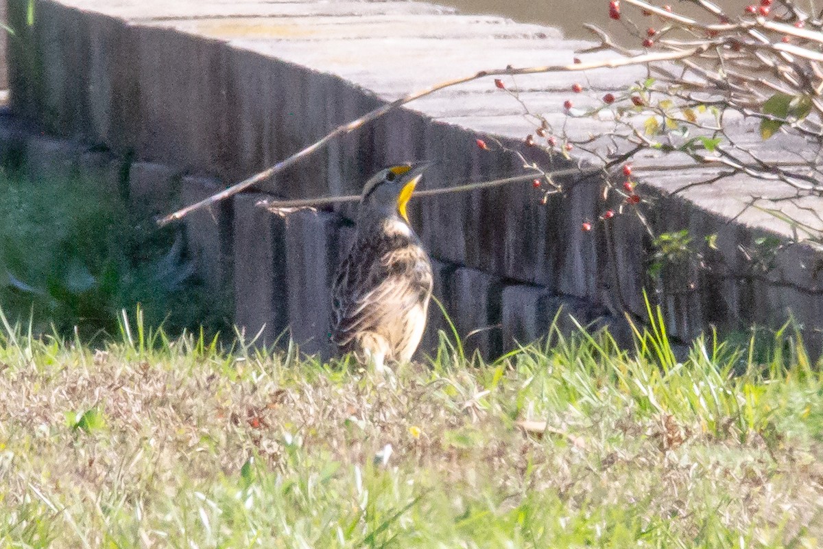 Eastern Meadowlark - ML279968291