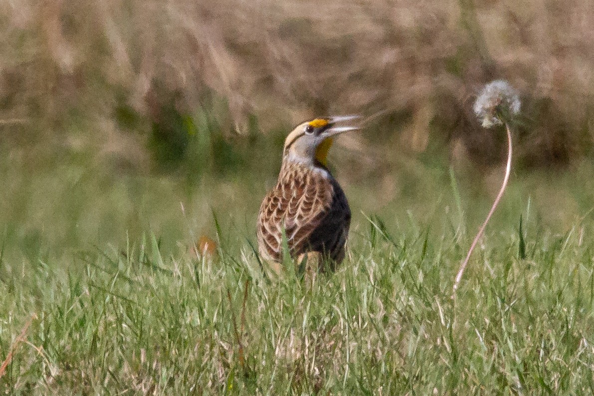 Eastern Meadowlark - ML279968311