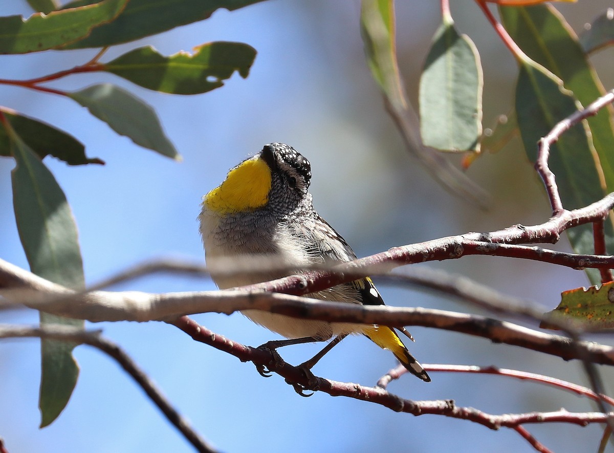 Fleckenpanthervogel - ML279968481