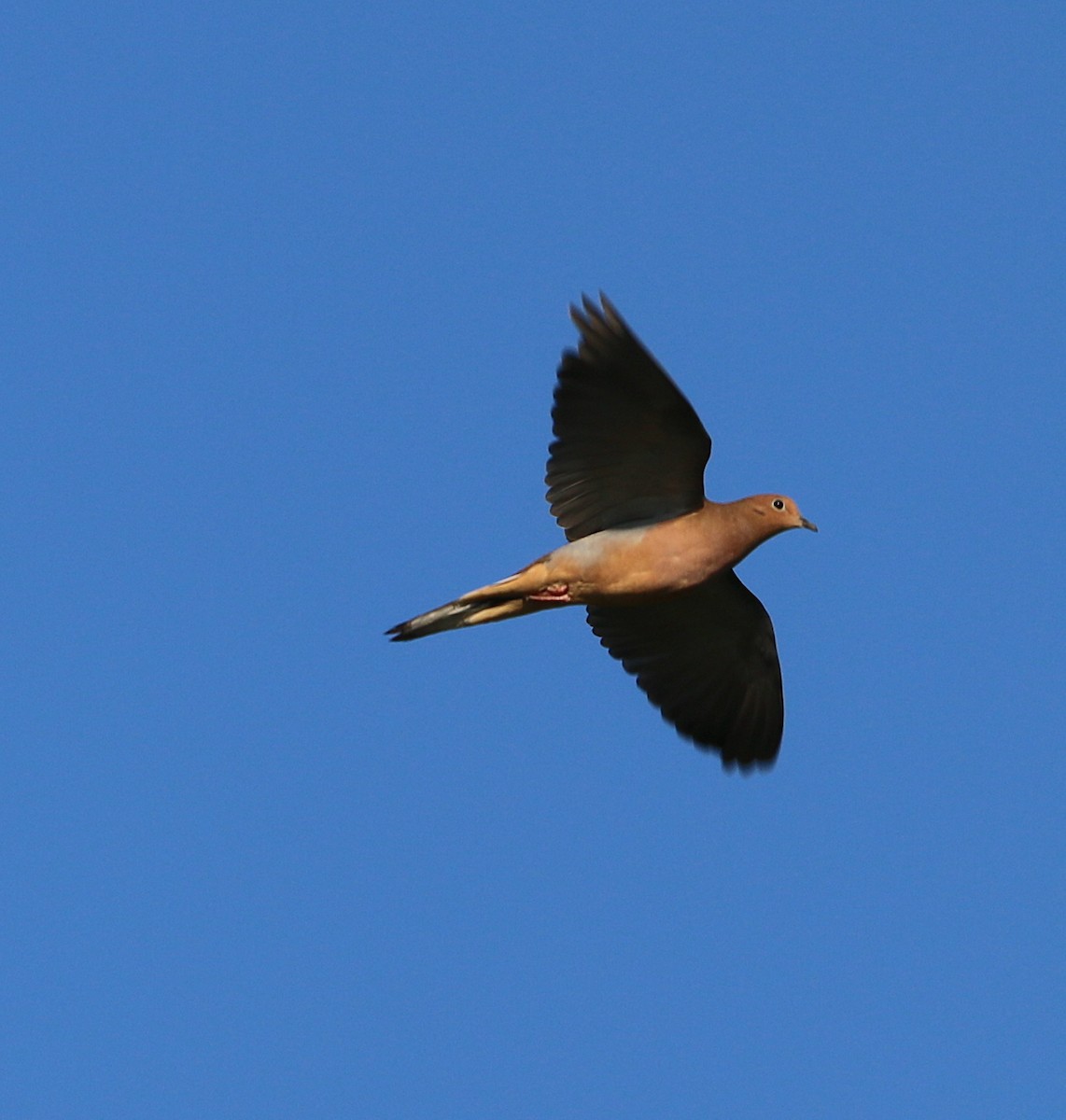 Mourning Dove - ML279968491