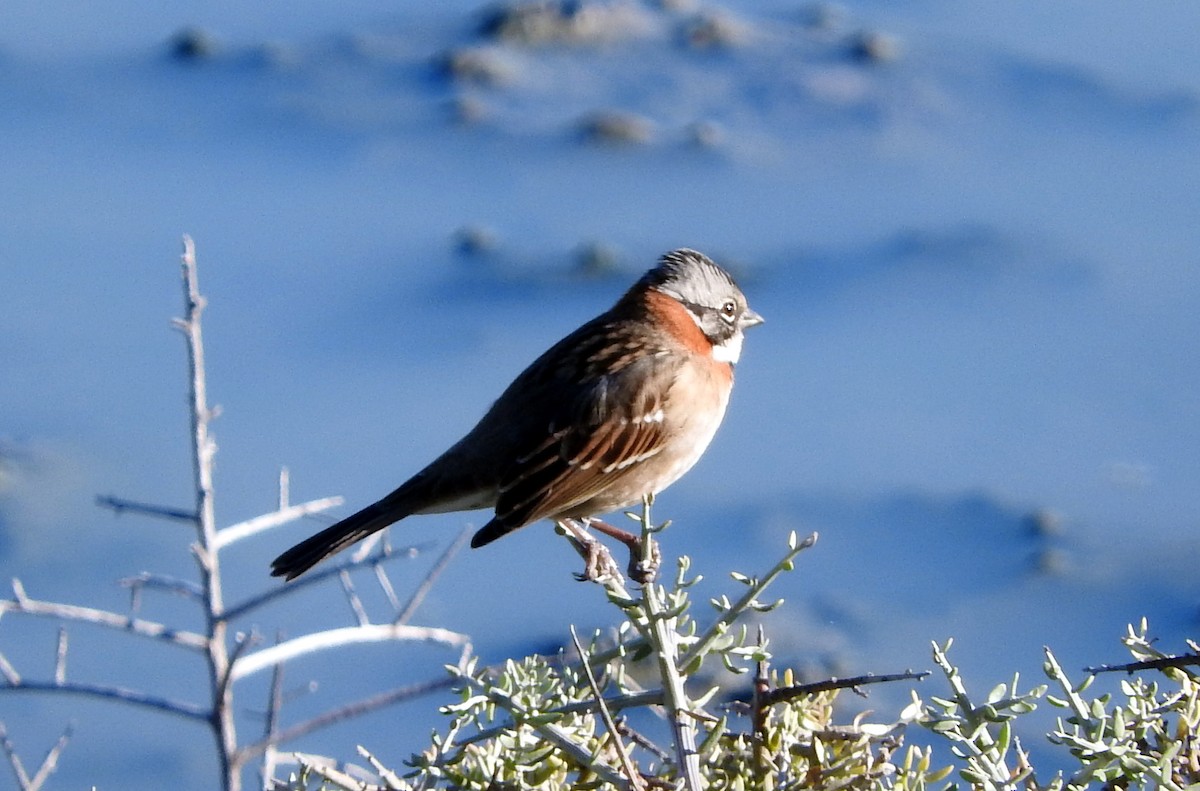 Rufous-collared Sparrow - Diego perez