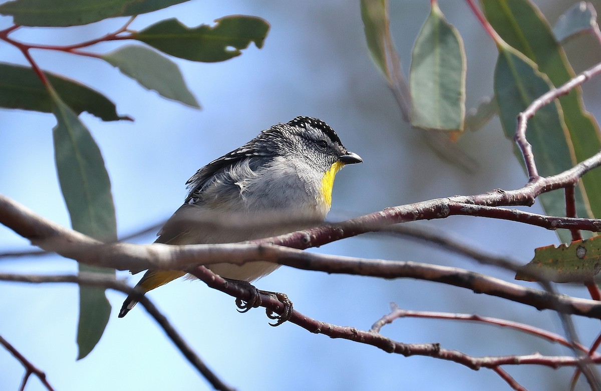 Fleckenpanthervogel - ML279968591