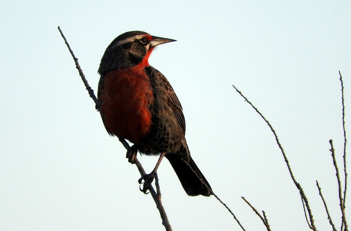 Long-tailed Meadowlark - ML27996891